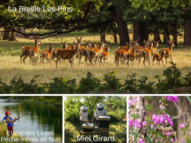 Grand gite Saumur -le village avec miel girard-L'Appel de la Foret