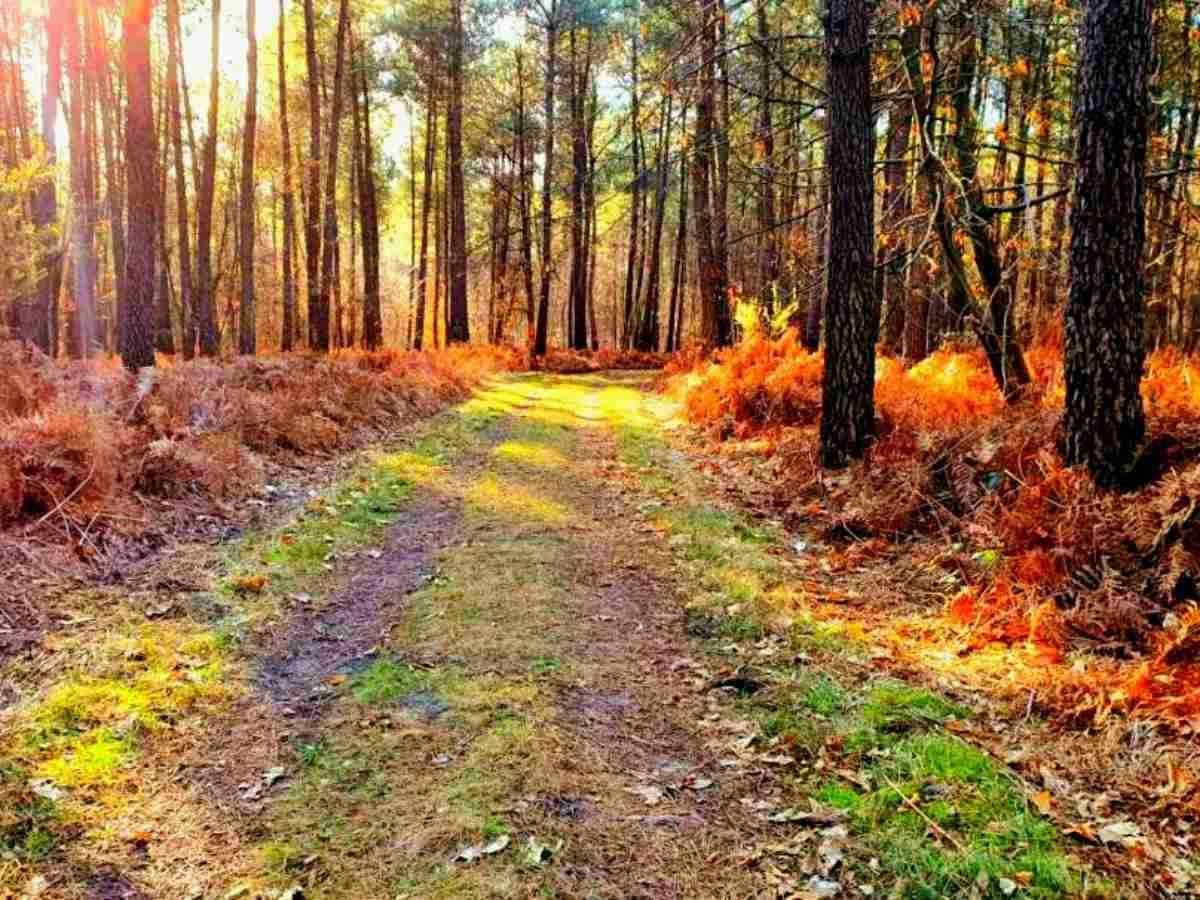 eco-gite saumur l'Appel de la Forêt