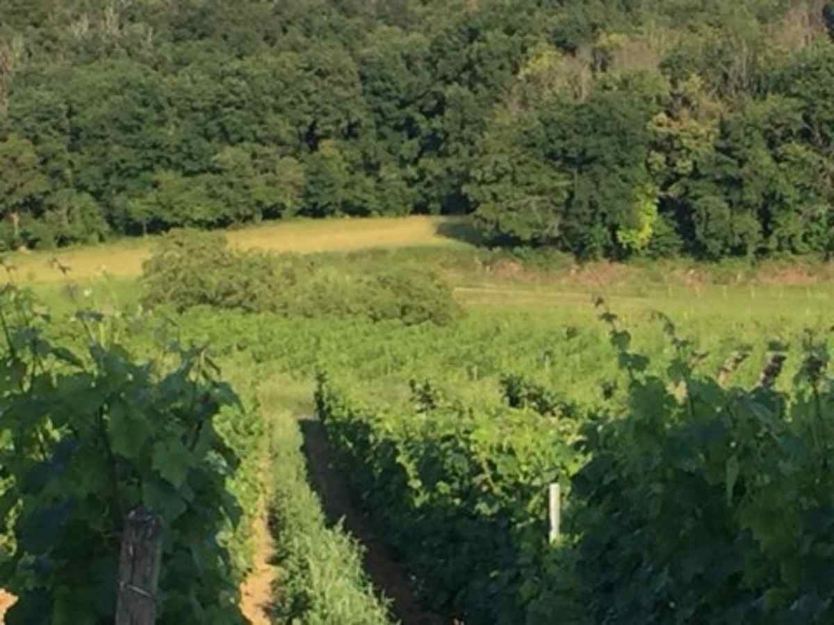 Grand gite près de Saumur et des vignes du Val de Loire