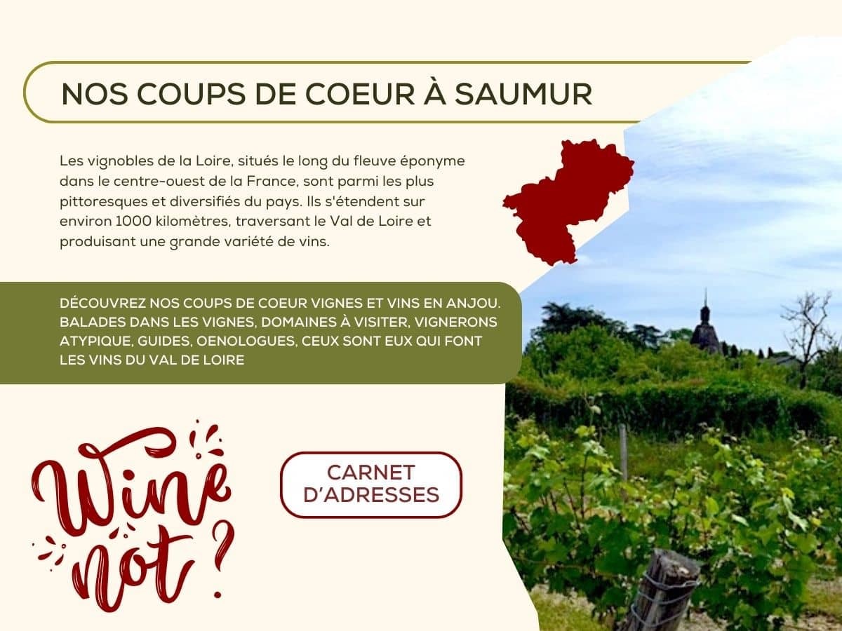 Vignes et Vins en Anjou