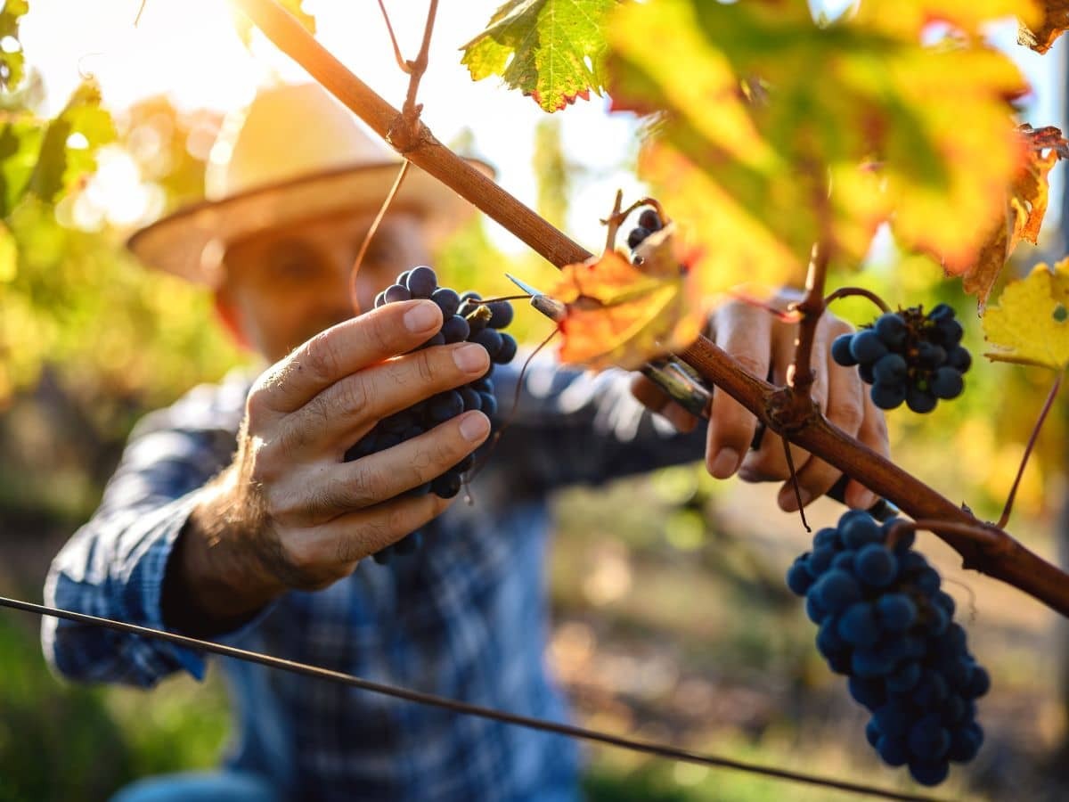 Promenez-vous dans les vignes à Saumur